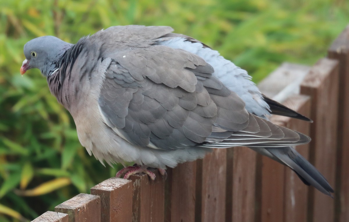 Common Wood-Pigeon - ML348813311