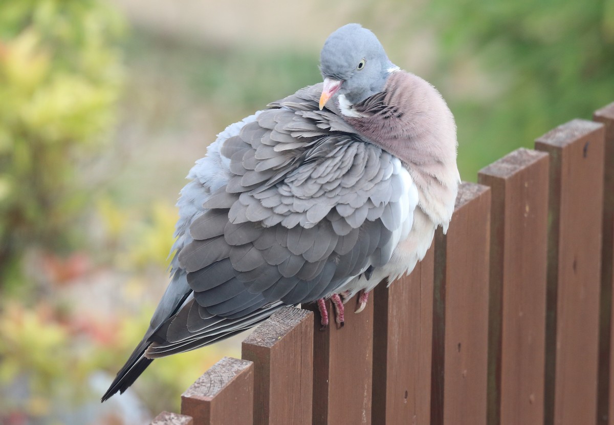 Common Wood-Pigeon - ML348813361