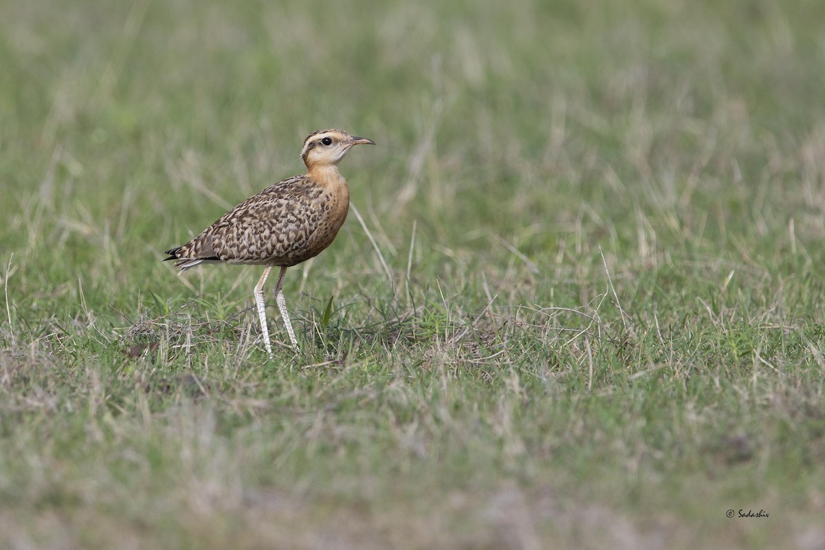 Indian Courser - ML348813751