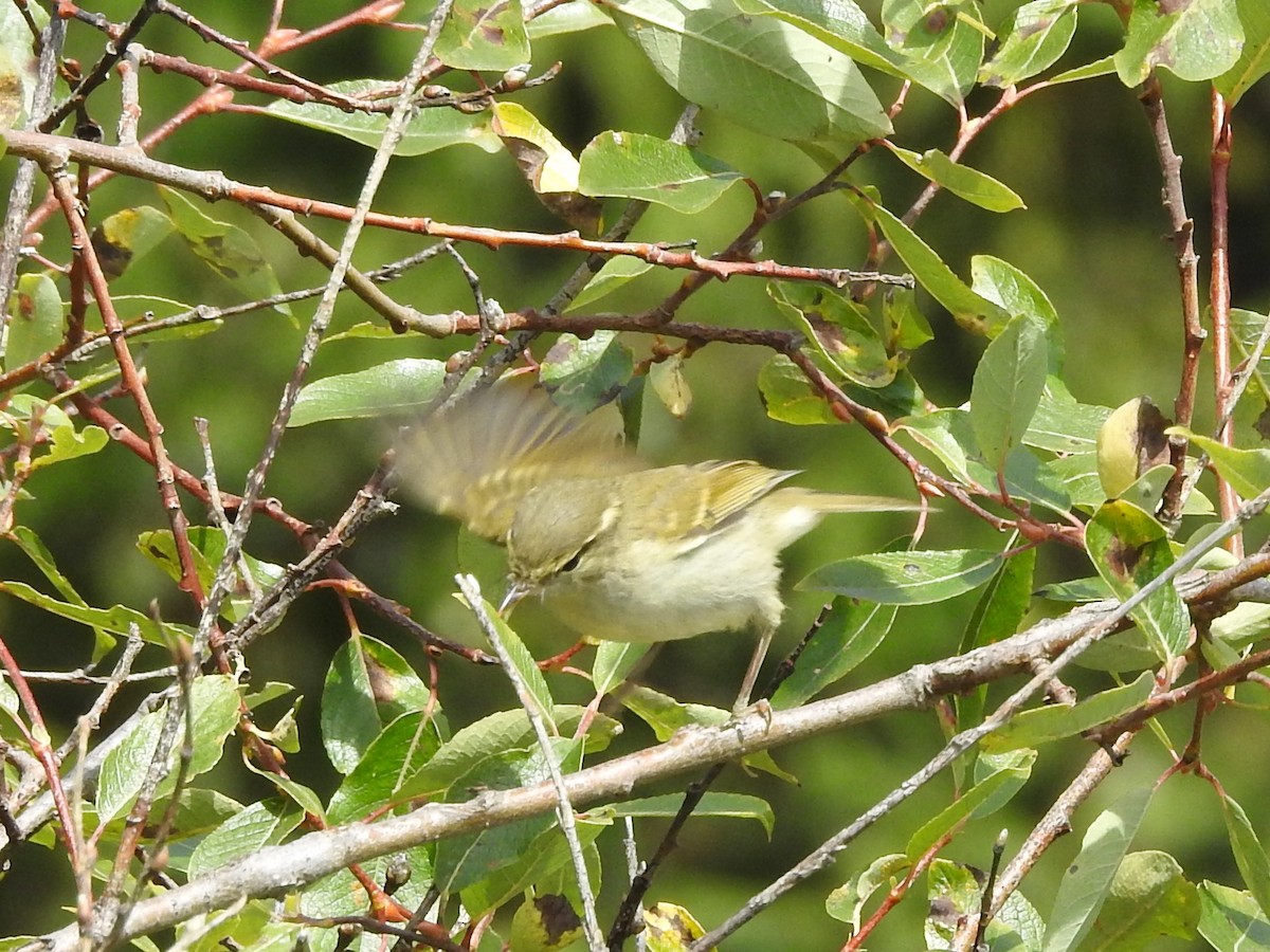 Hume's Warbler - ML348816871