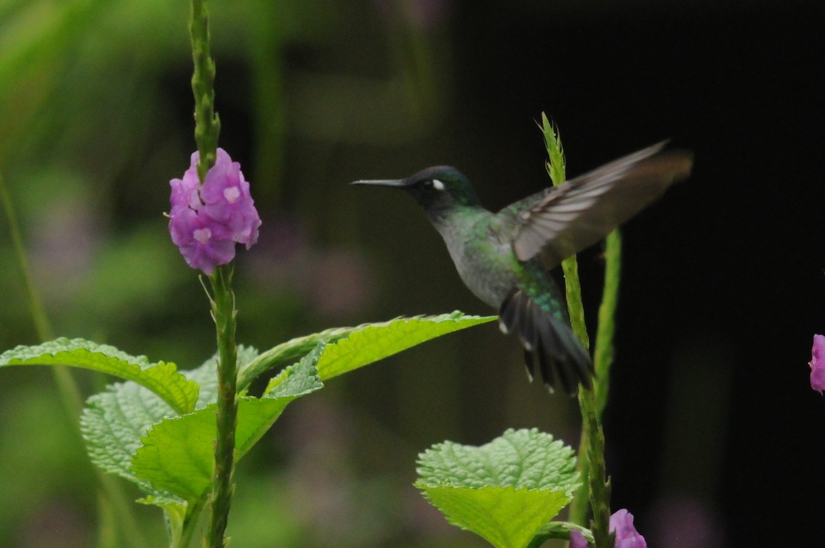 Violet-headed Hummingbird - ML34882181