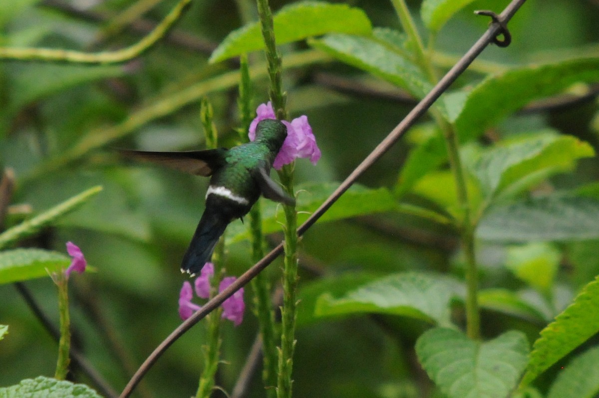 Green Thorntail - Bruce Mast