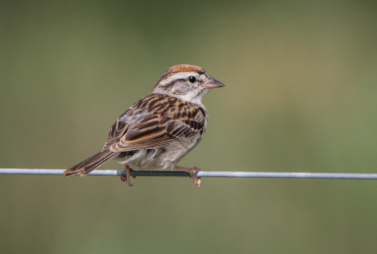 Chipping Sparrow - ML348839481