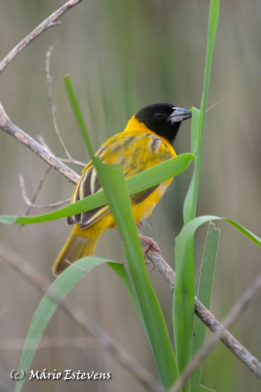 Black-headed Weaver - ML34884151