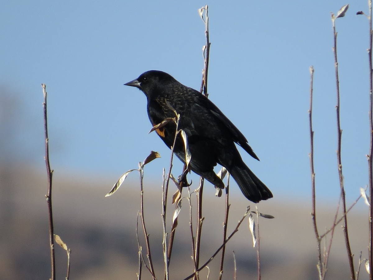Red-winged Blackbird - John Hanna