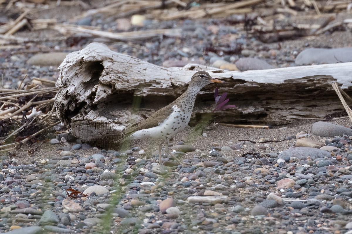 Spotted Sandpiper - Lyall Bouchard