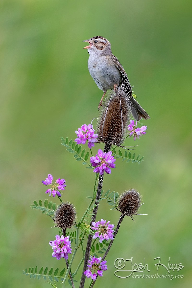 Clay-colored Sparrow - ML348855321