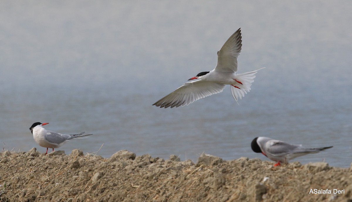 Common Tern (hirundo/tibetana) - ML348857211