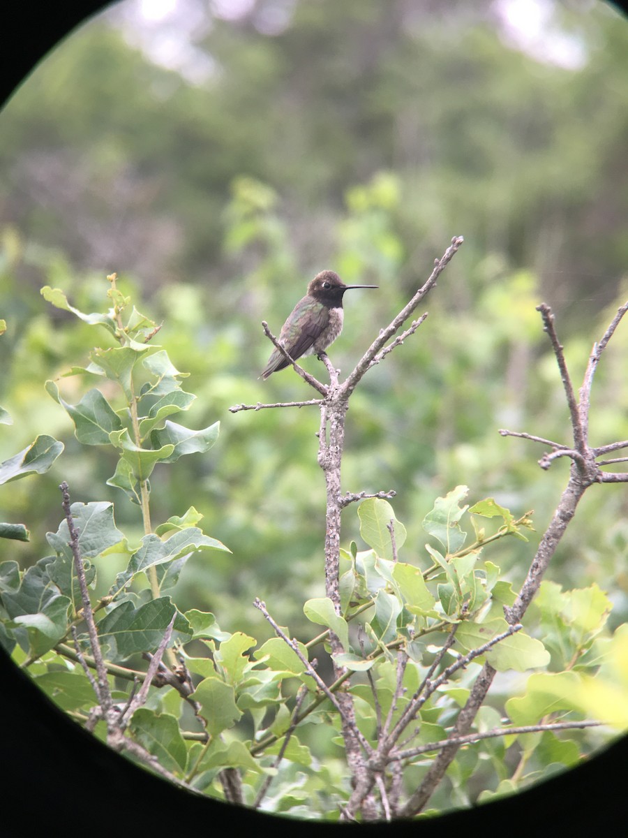 Black-chinned Hummingbird - ML348859251