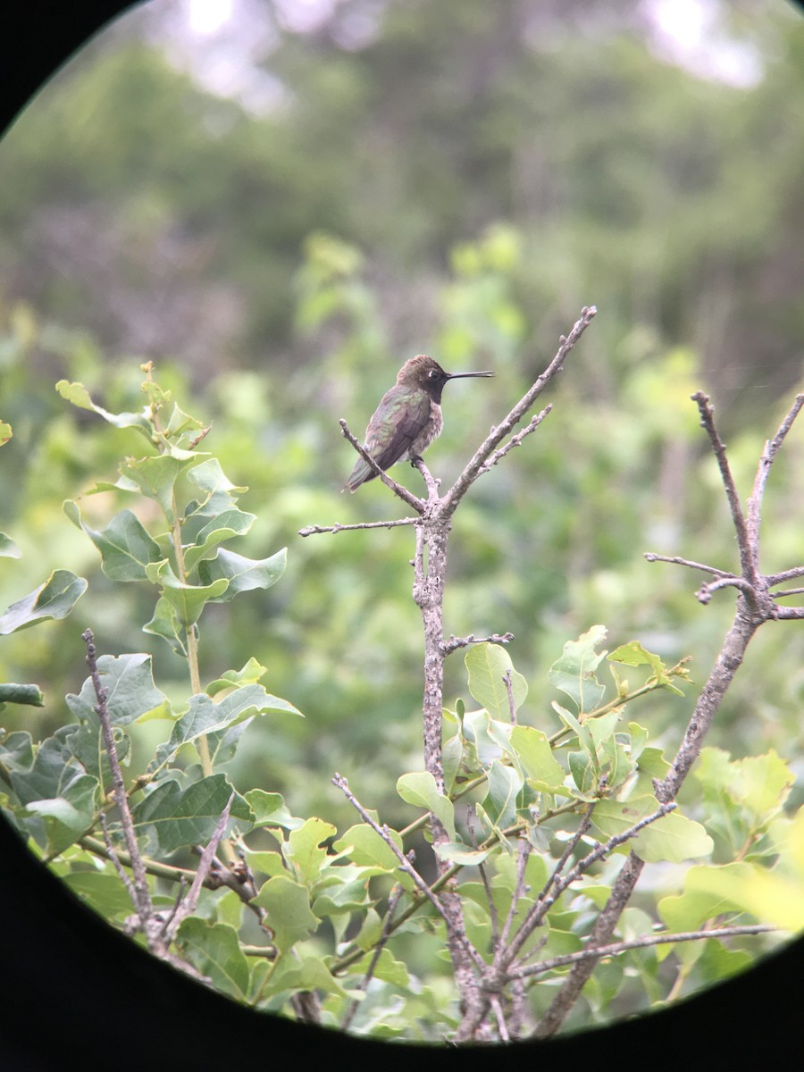 Black-chinned Hummingbird - ML348859261