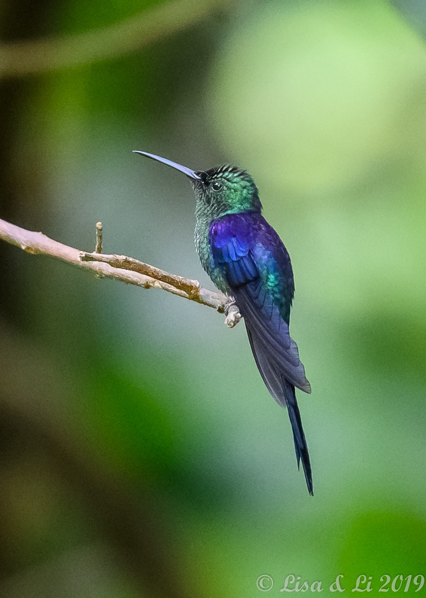 kolibřík pralesní - ML348862471