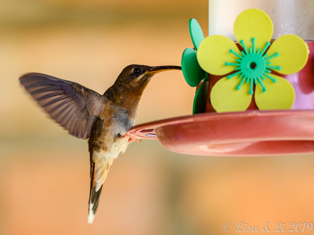 Rufous-breasted Hermit - ML348862841