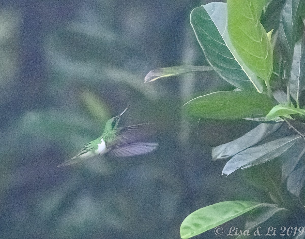 kolibřík černouchý - ML348864111