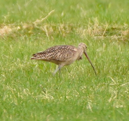 Long-billed Curlew - ML348864561