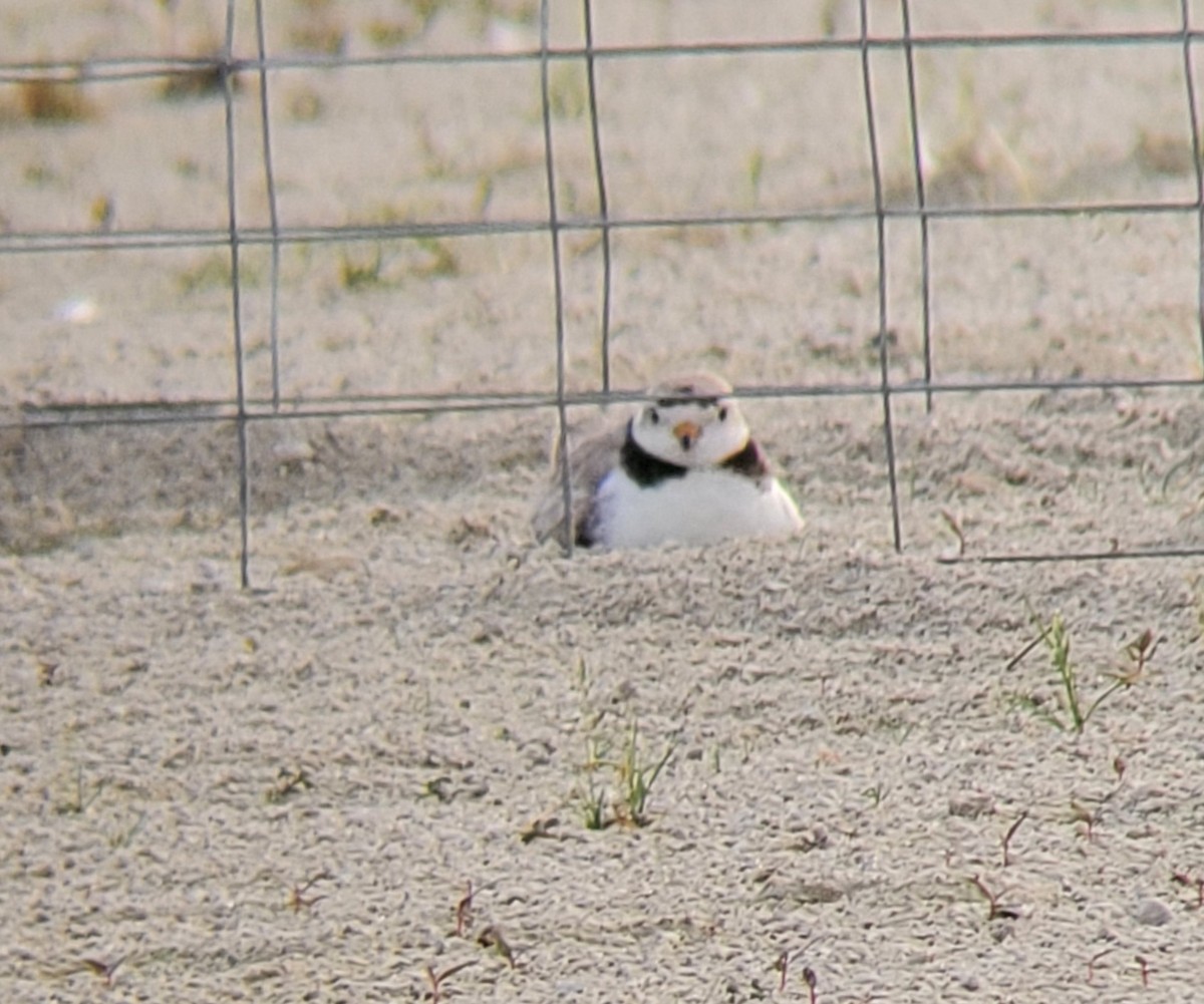 Piping Plover - ML348864791