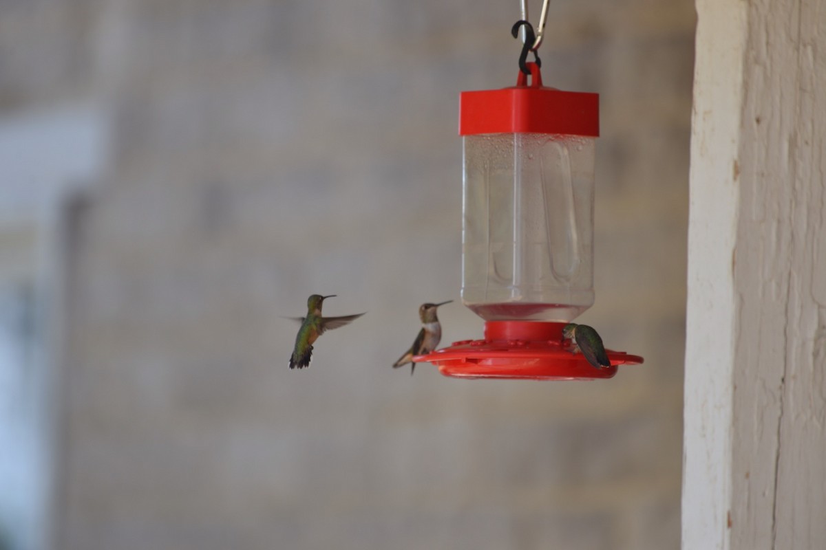 Broad-tailed Hummingbird - Spencer Vanderhoof