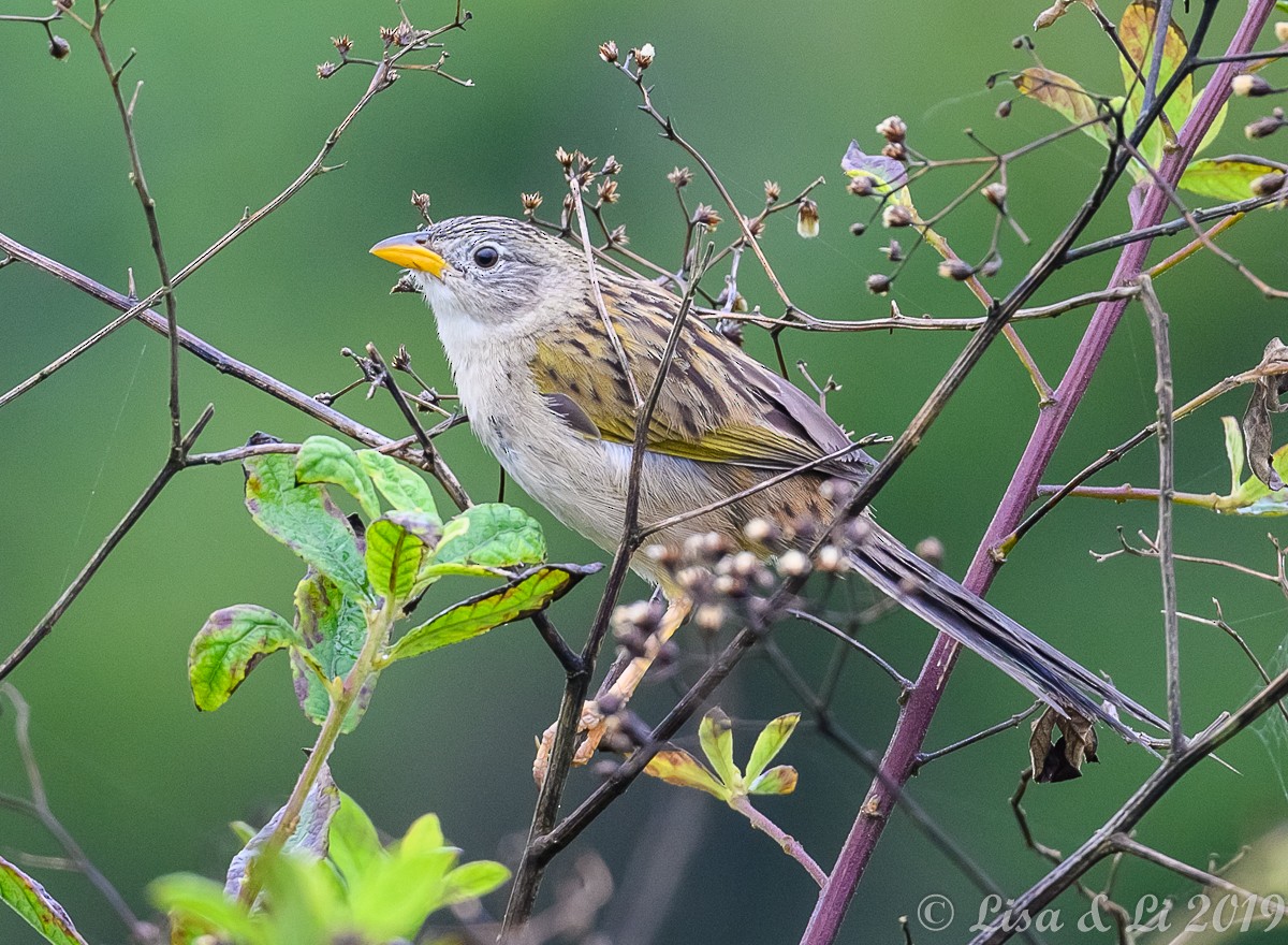 Wedge-tailed Grass-Finch - ML348866891