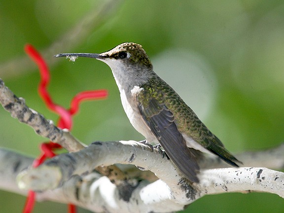 Ruby-throated Hummingbird - Tim Avery