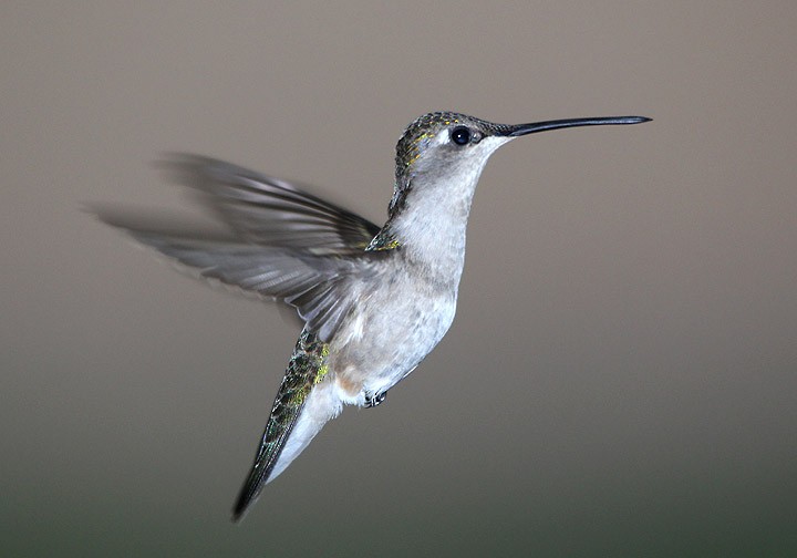 Black-chinned Hummingbird - Tim Avery