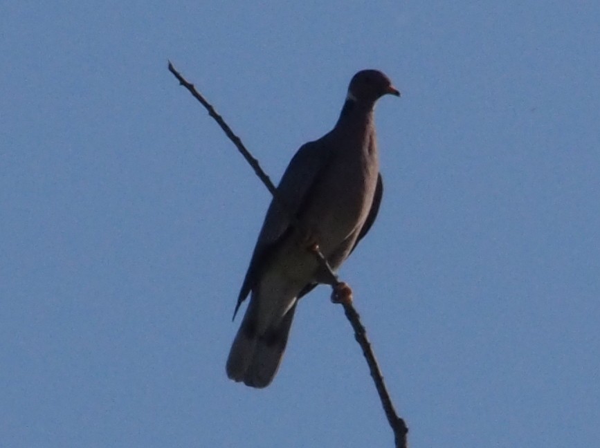 Band-tailed Pigeon - Ninad Thakoor