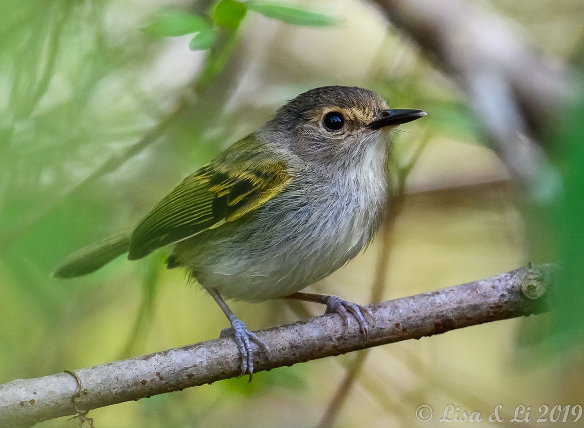 Rusty-fronted Tody-Flycatcher - ML348879971