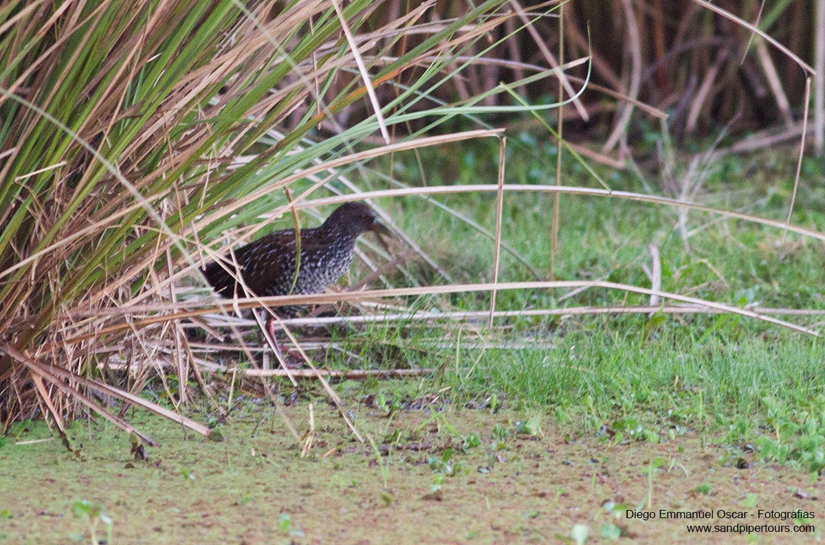 Spotted Rail - ML34888351