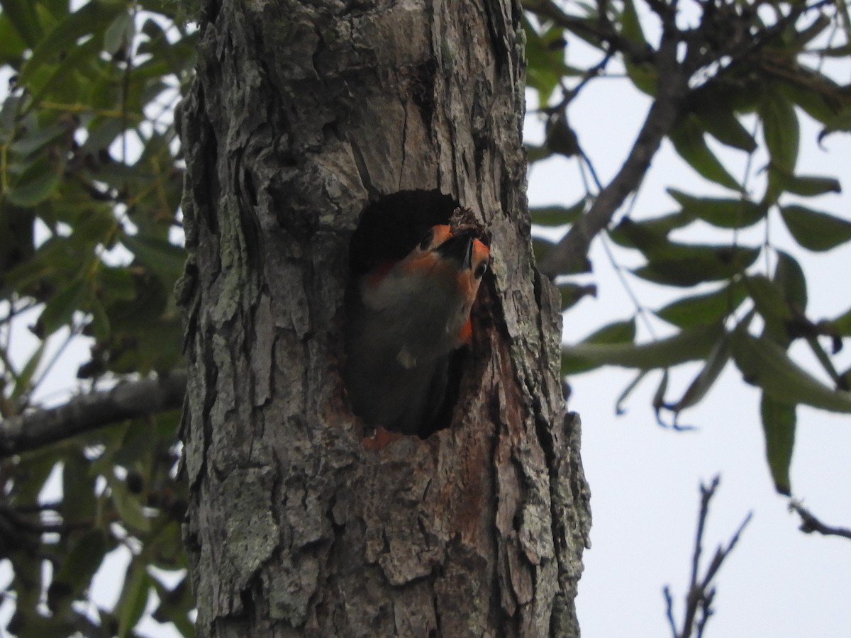 Red-bellied Woodpecker - ML348889311