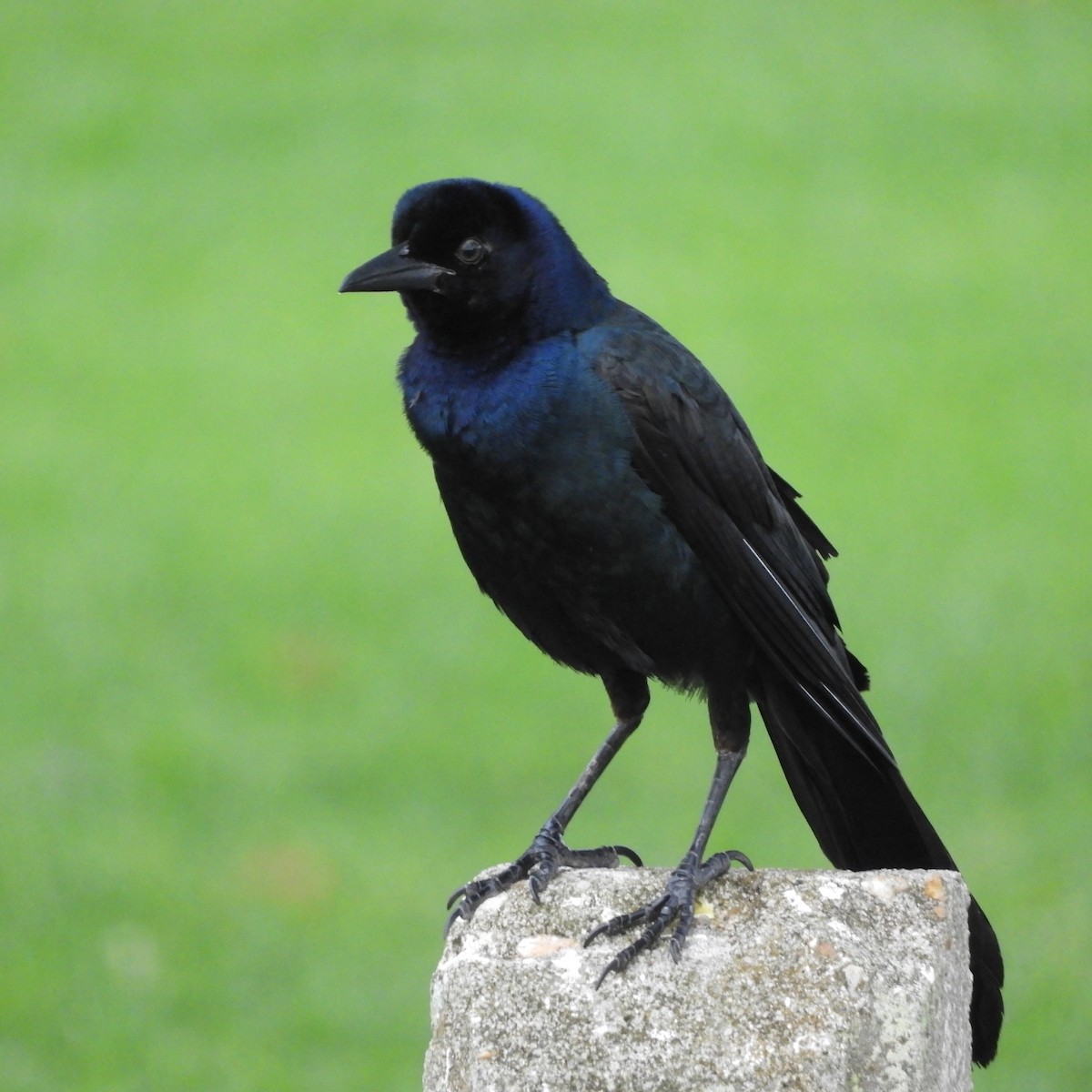 Boat-tailed Grackle - ML348889501