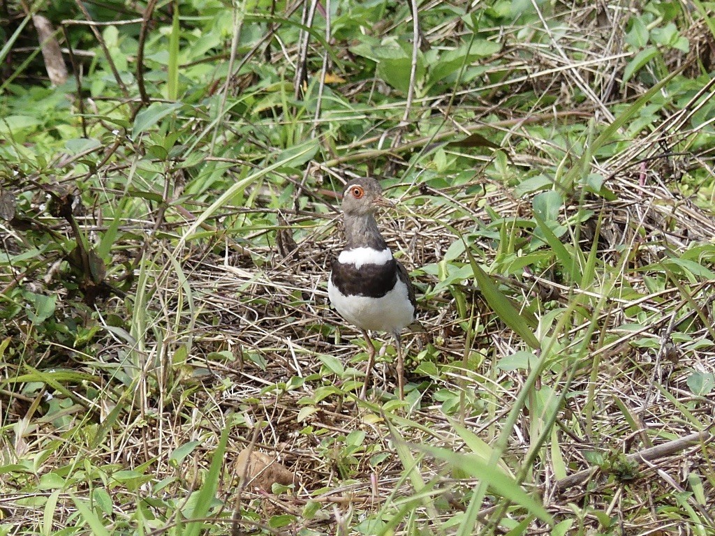 Forbes's Plover - ML348892901