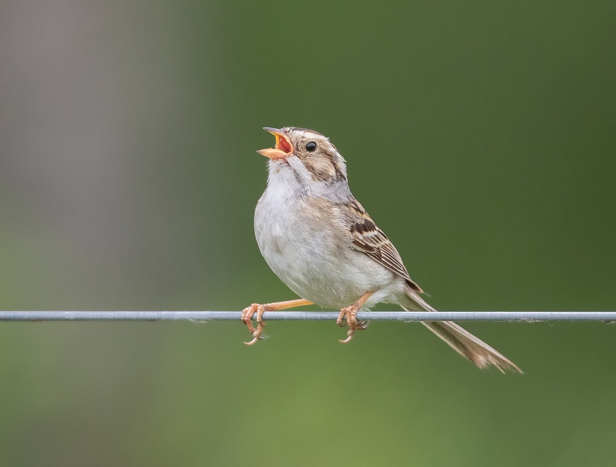 Clay-colored Sparrow - ML348894881