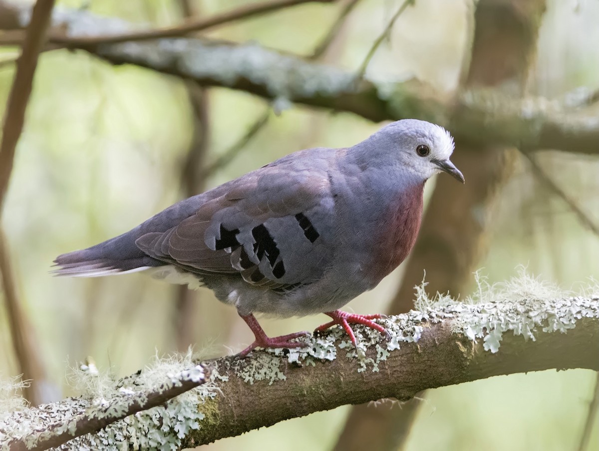 Maroon-chested Ground Dove - ML348895081