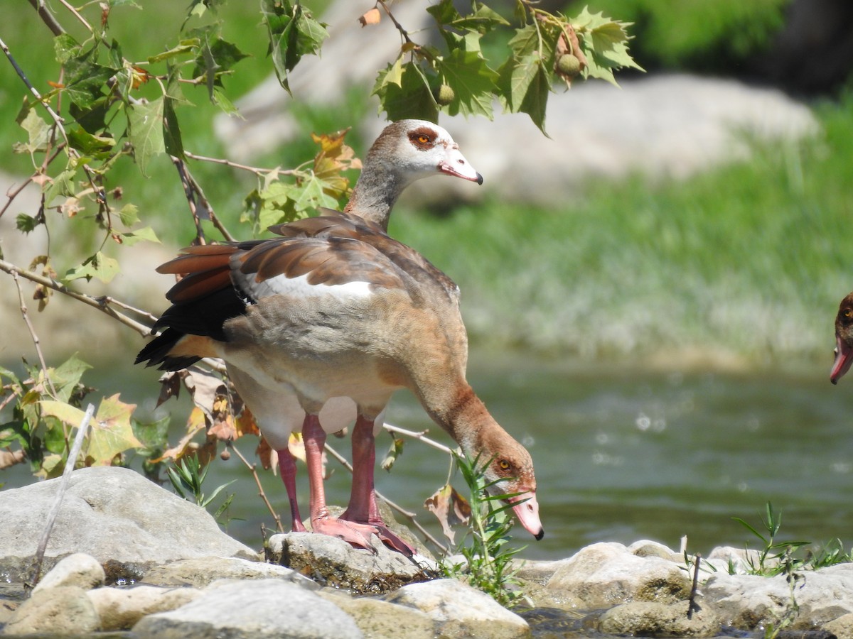 Egyptian Goose - Kevin Long