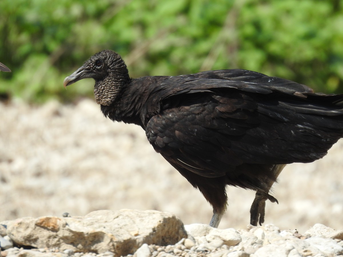 Black Vulture - ML348896791