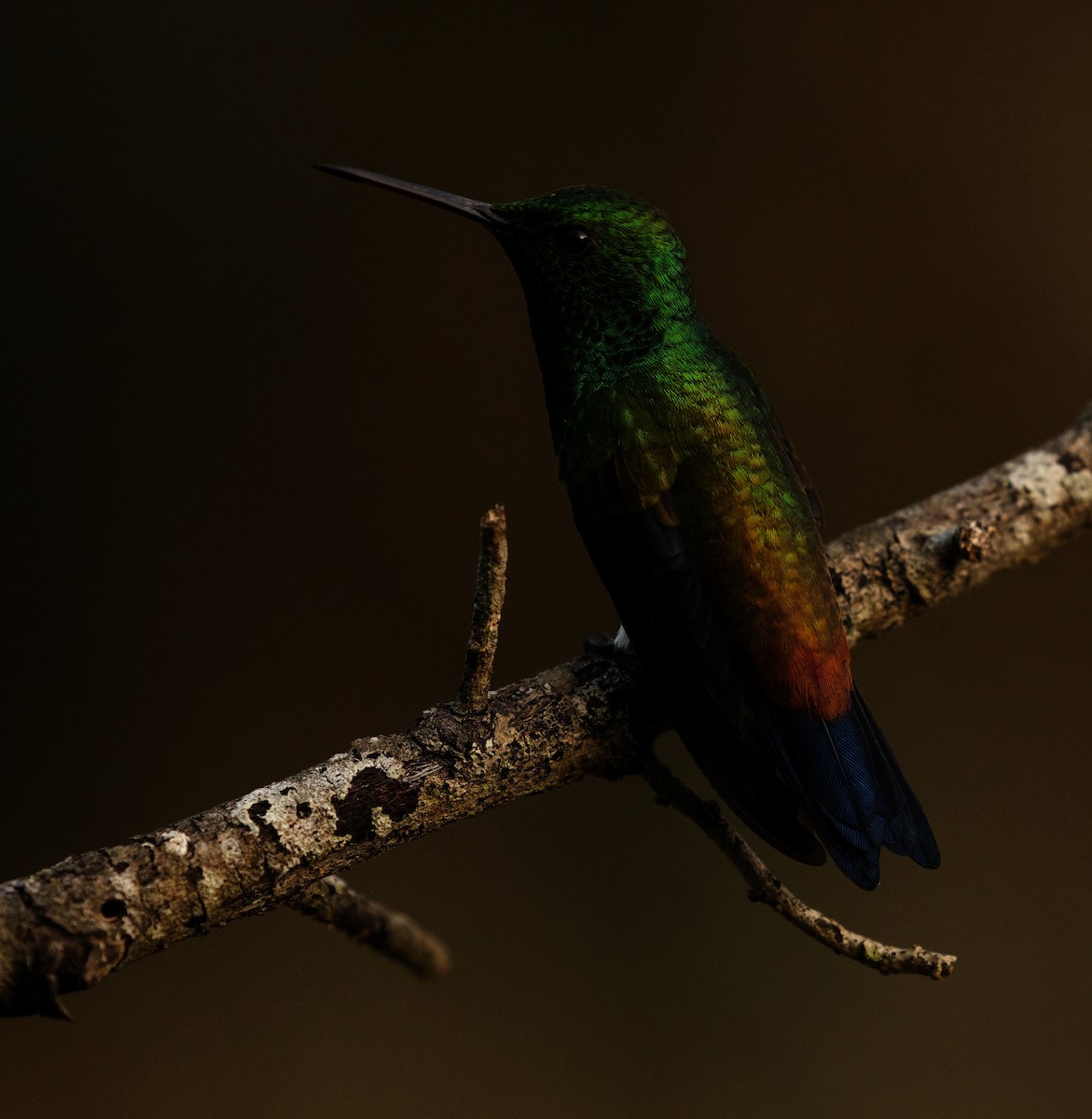 Copper-rumped Hummingbird - David Ascanio