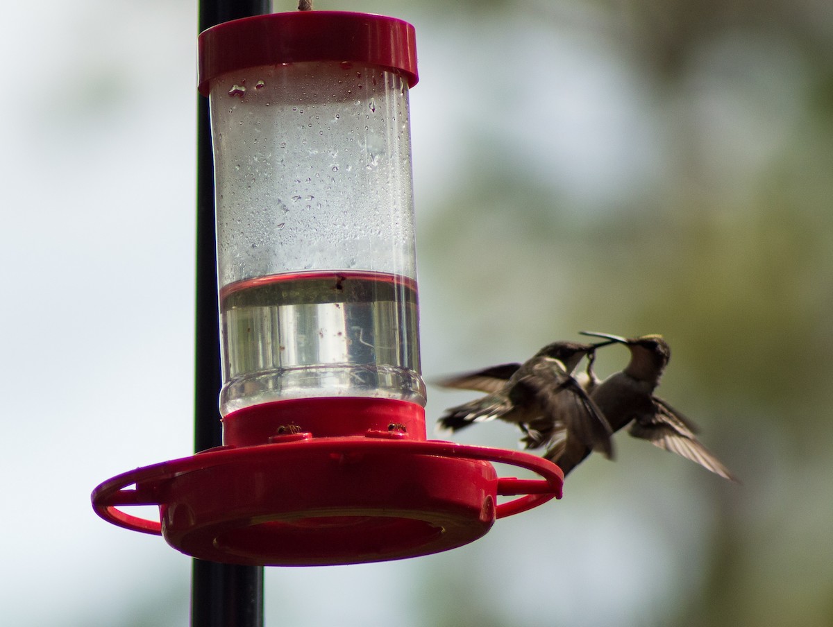 Ruby-throated Hummingbird - Trenton Voytko