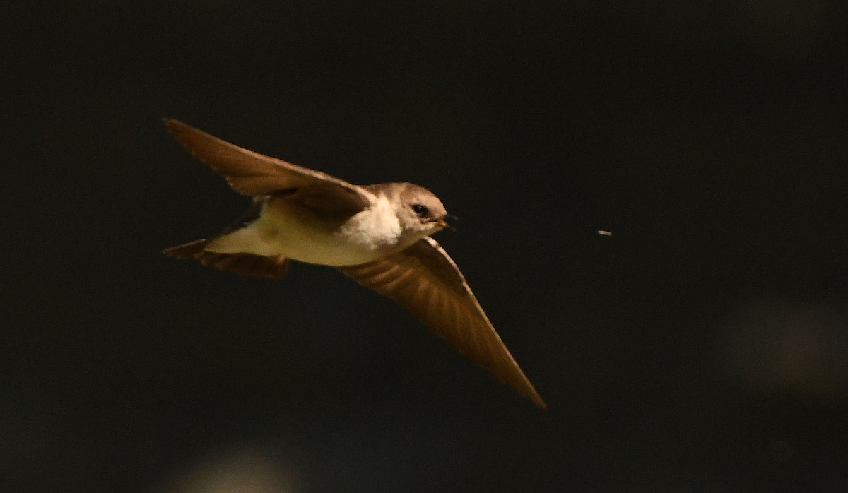 Northern Rough-winged Swallow - ML348906181