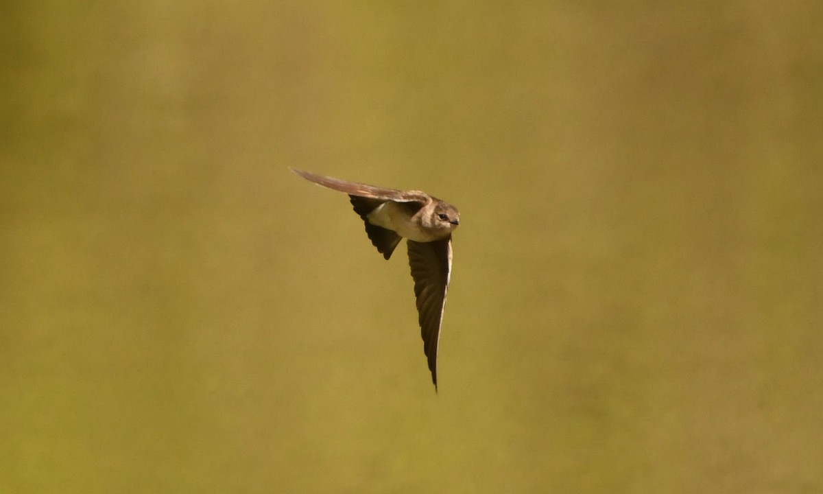 Northern Rough-winged Swallow - ML348906391