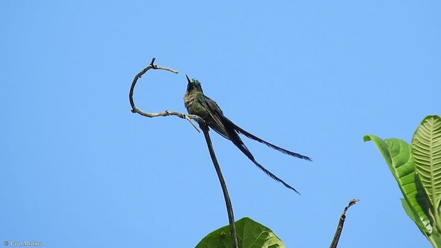 Violet-tailed Sylph - ML348909691