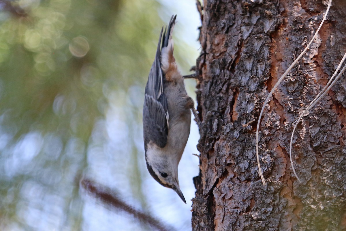 White-breasted Nuthatch - ML348909871