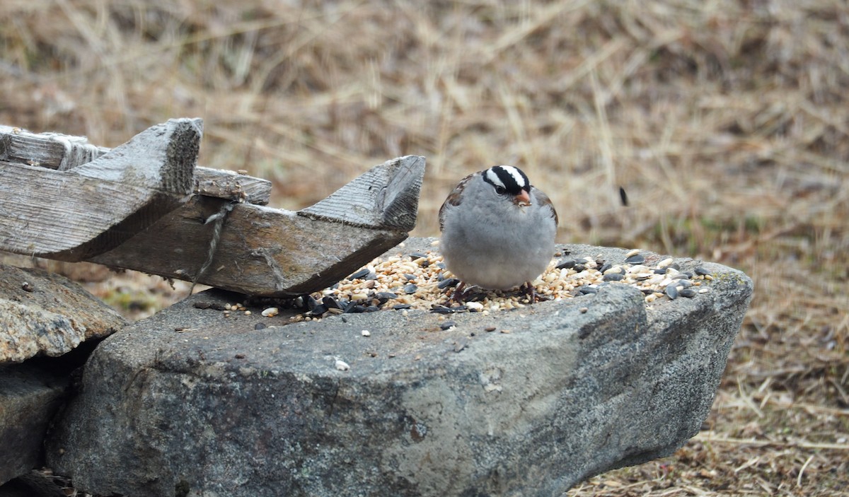 White-crowned Sparrow - ML348913571