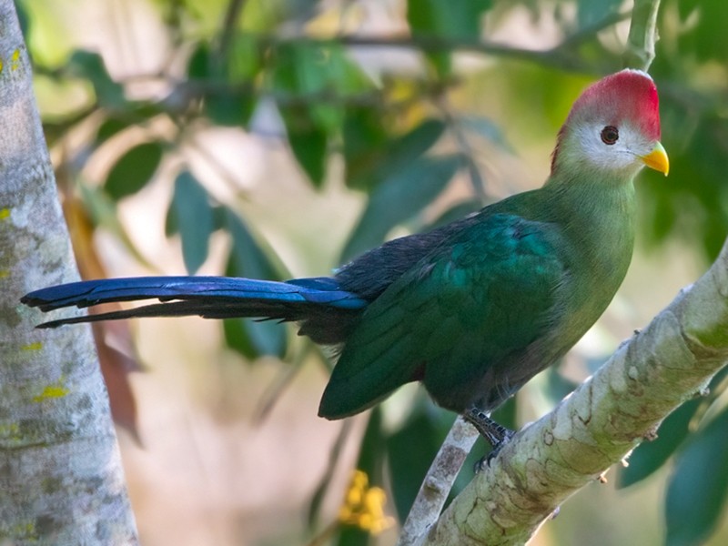 Turaco crestirrojo - eBird