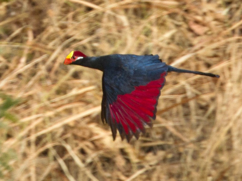 Violet Turaco - Lars Petersson | My World of Bird Photography