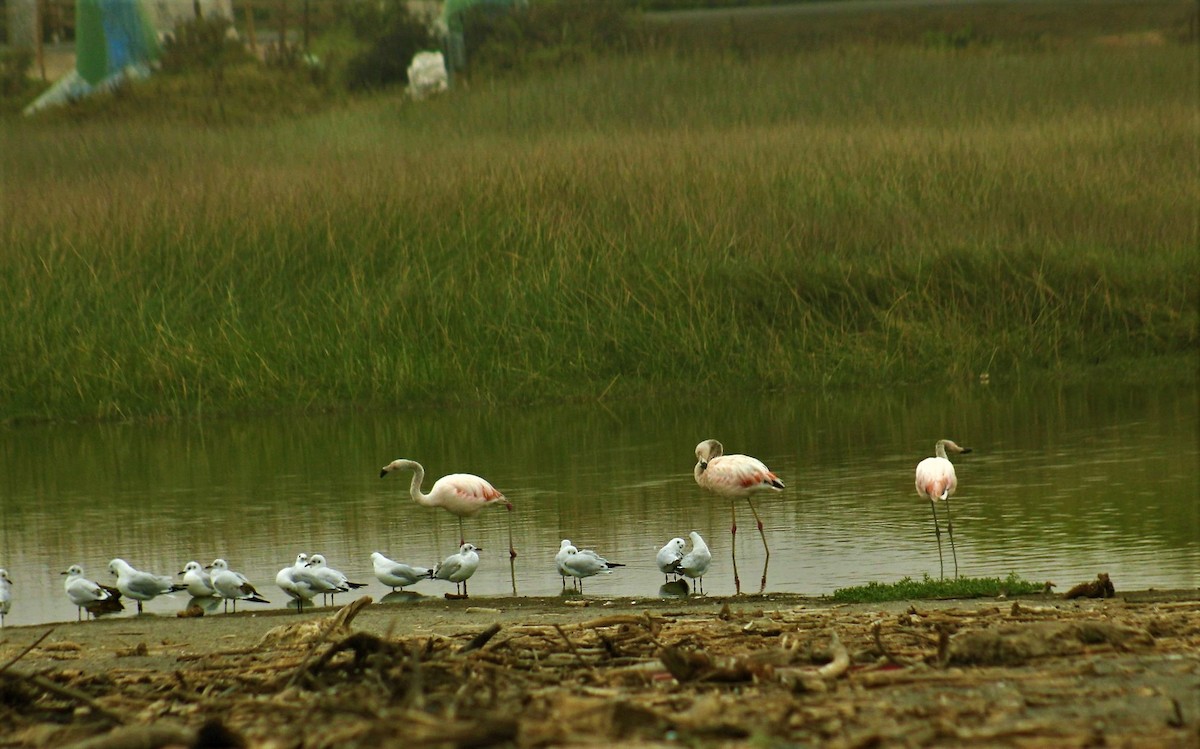 Chilean Flamingo - ML348927941