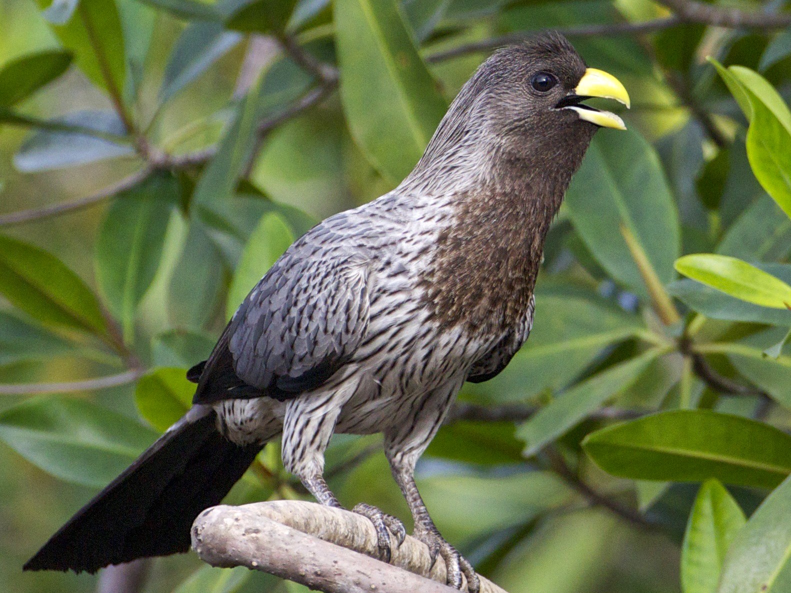 Western Plantain-eater - Eric Barnes