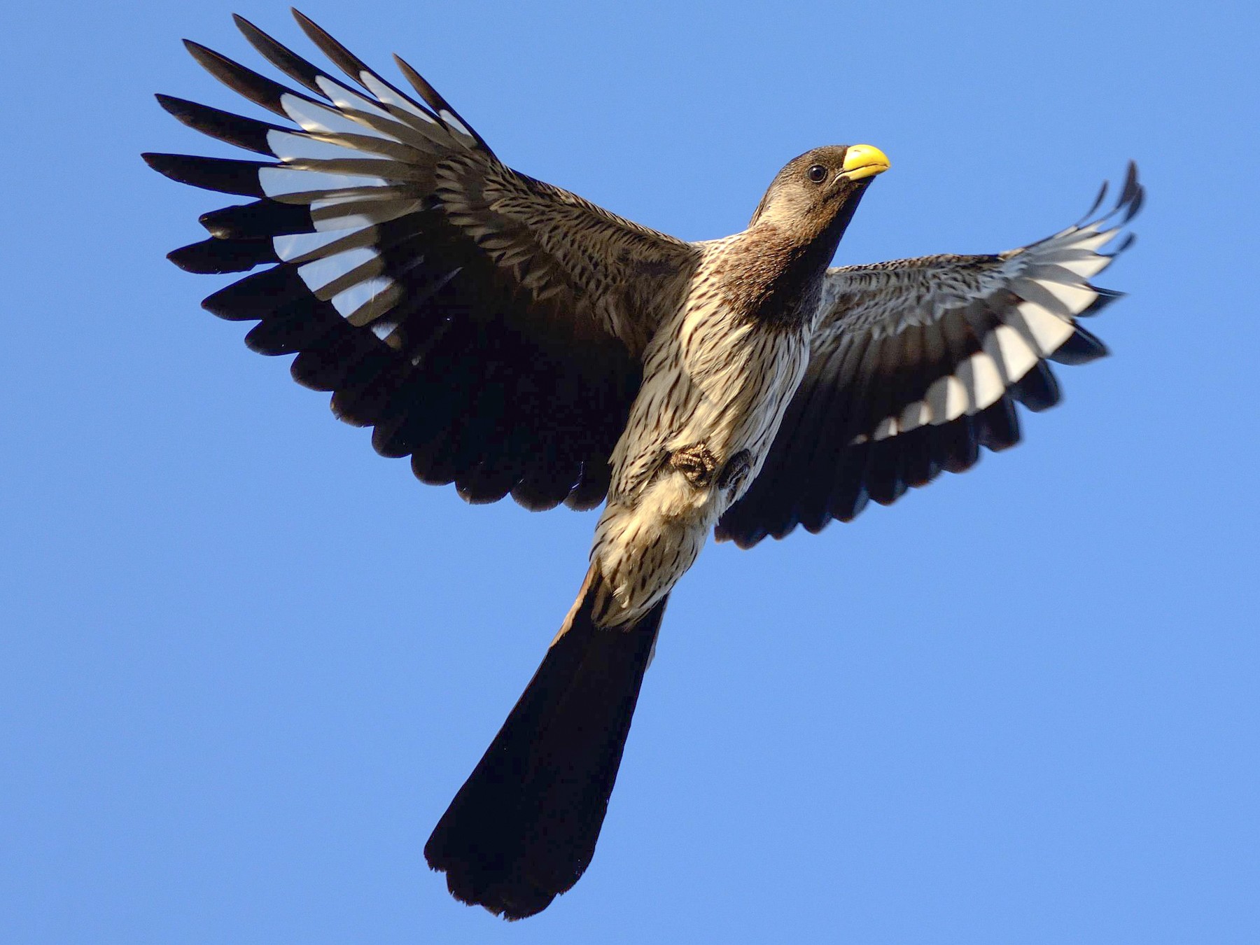 Western Plantain-eater - eBird