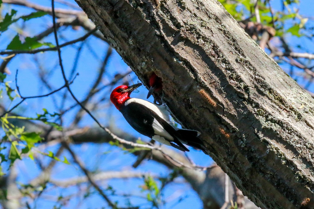 Red-headed Woodpecker - ML348929381