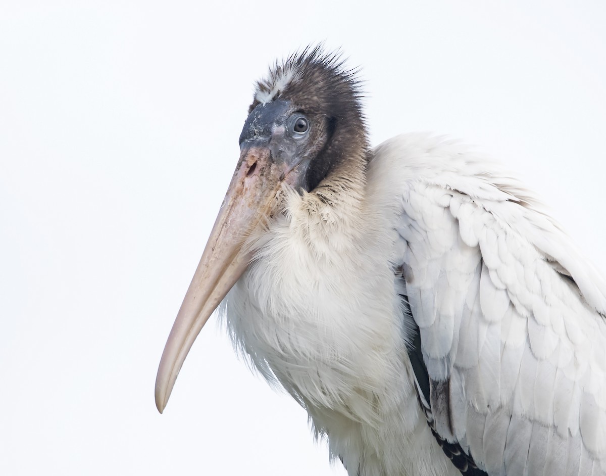 Wood Stork - james poling