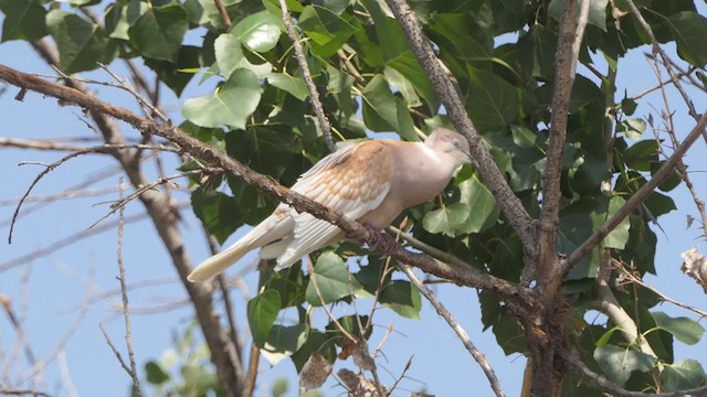 African Collared-Dove (Domestic type or Ringed Turtle-Dove) - ML348937231