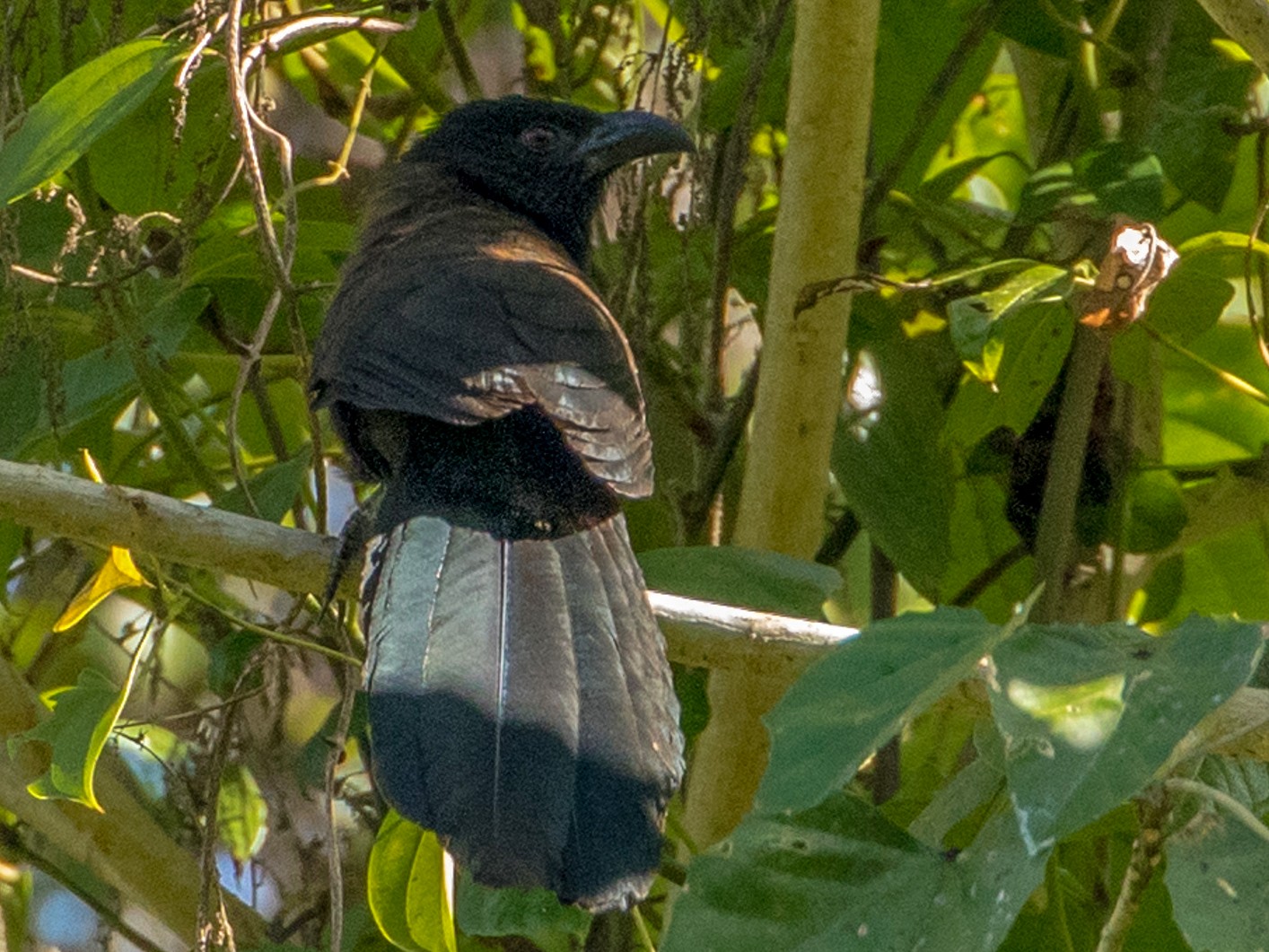 Black-hooded Coucal - Louis Bevier