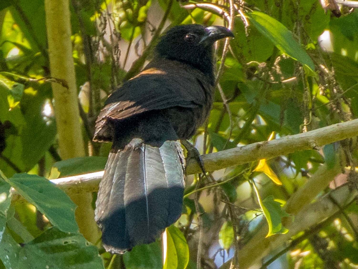 Black-hooded Coucal - Louis Bevier